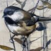LITTLE CHICKADEE II