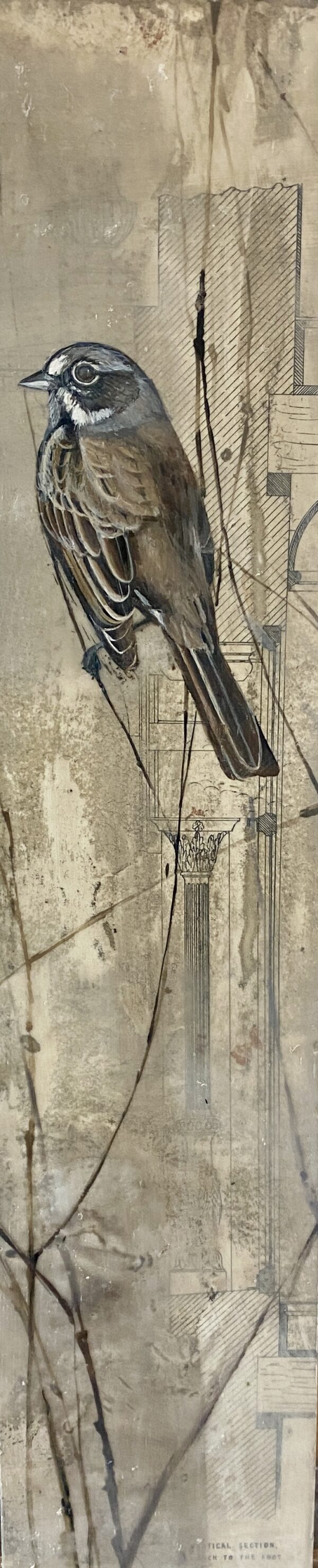 BELL'S SPARROW III