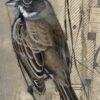 BELL'S SPARROW III