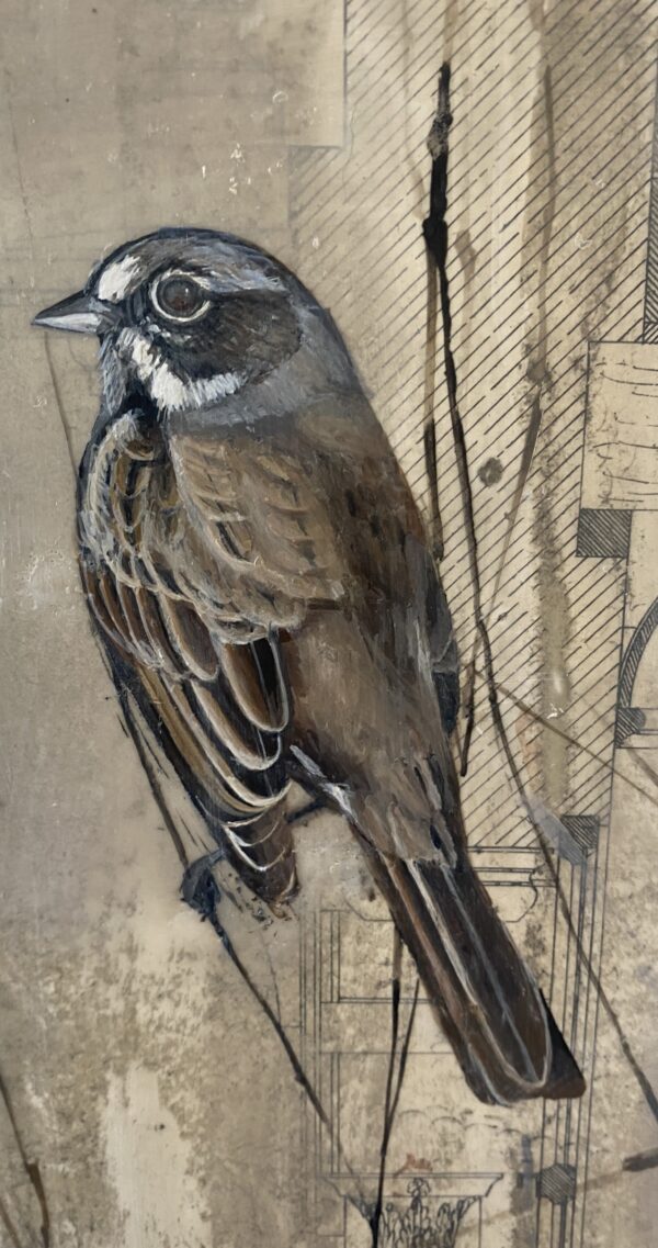 BELL'S SPARROW III