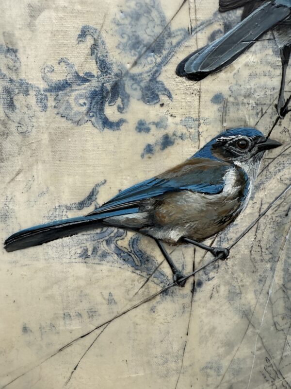 SCRUBJAYS ON THE MAP