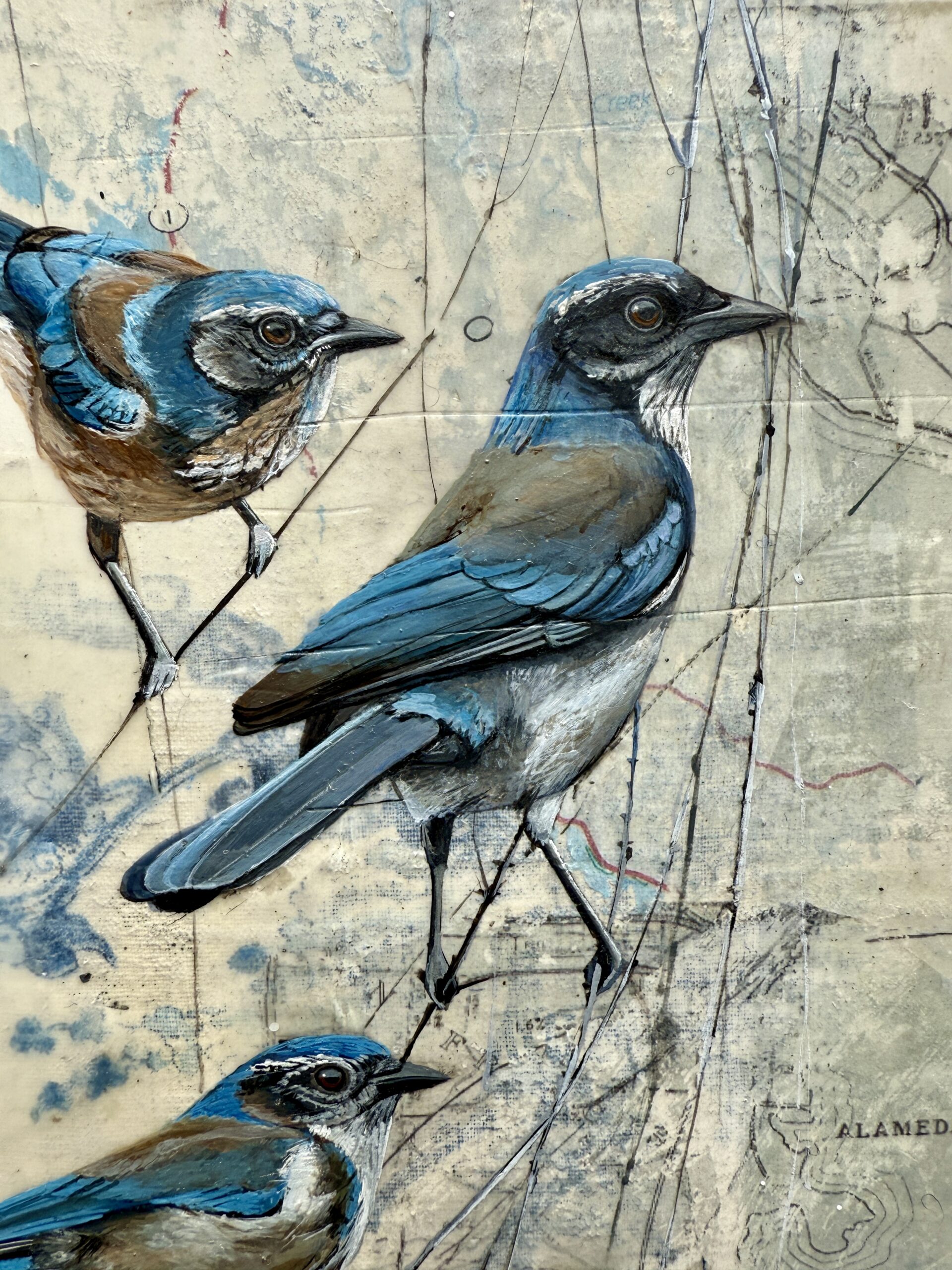 SCRUBJAYS ON THE MAP