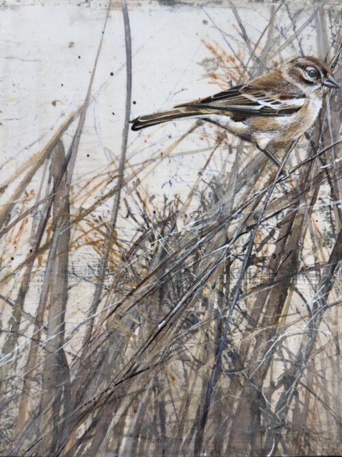 finch in the grass