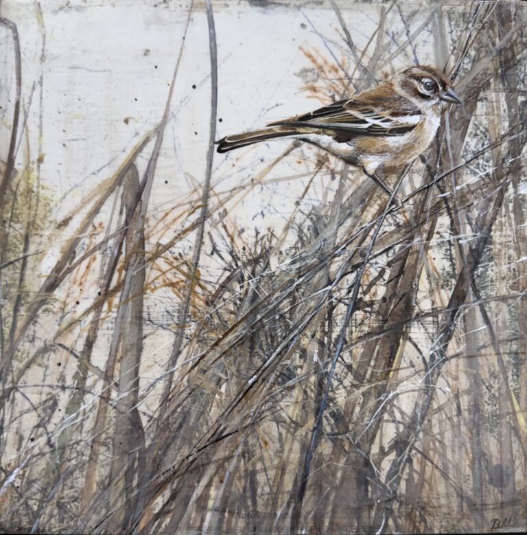 finch in the grass