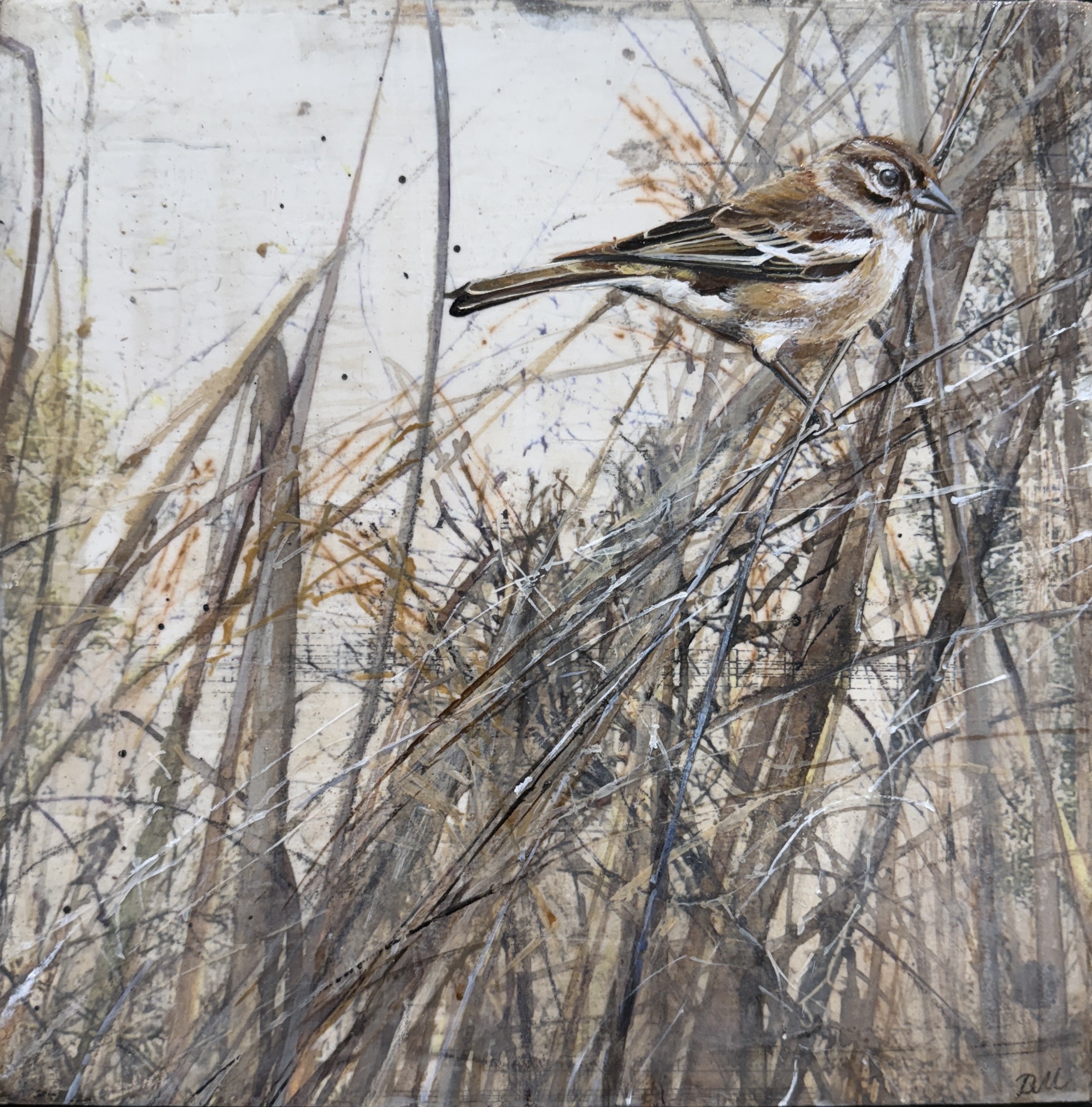 finch in the grass