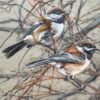 in the branches (chickadees)
