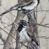 sparrows on gray wood i