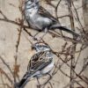 SPARROWS ON OAK BRANCHES