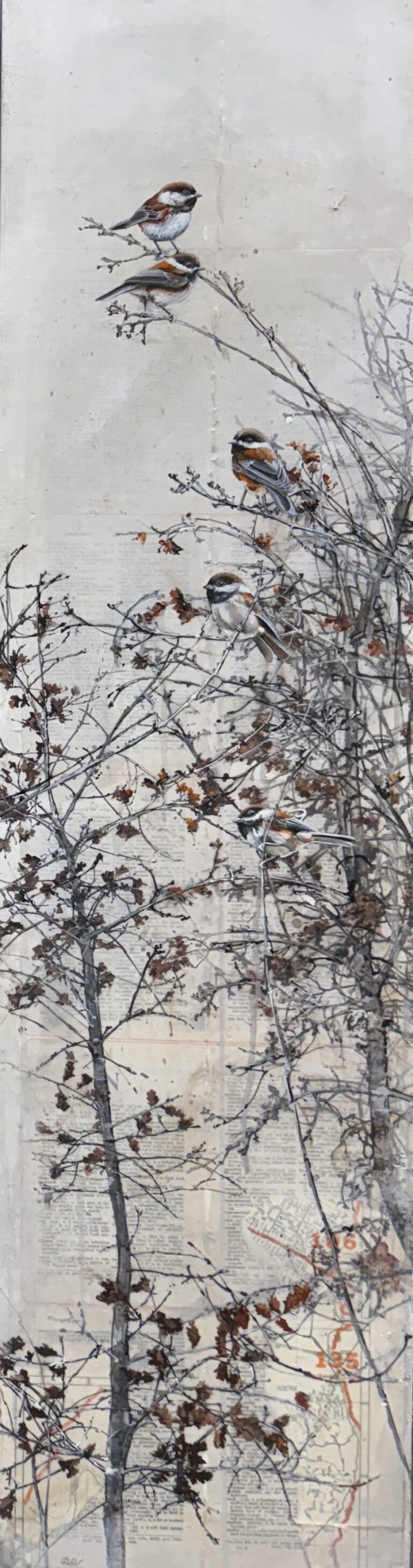 Oak sapling last fall I