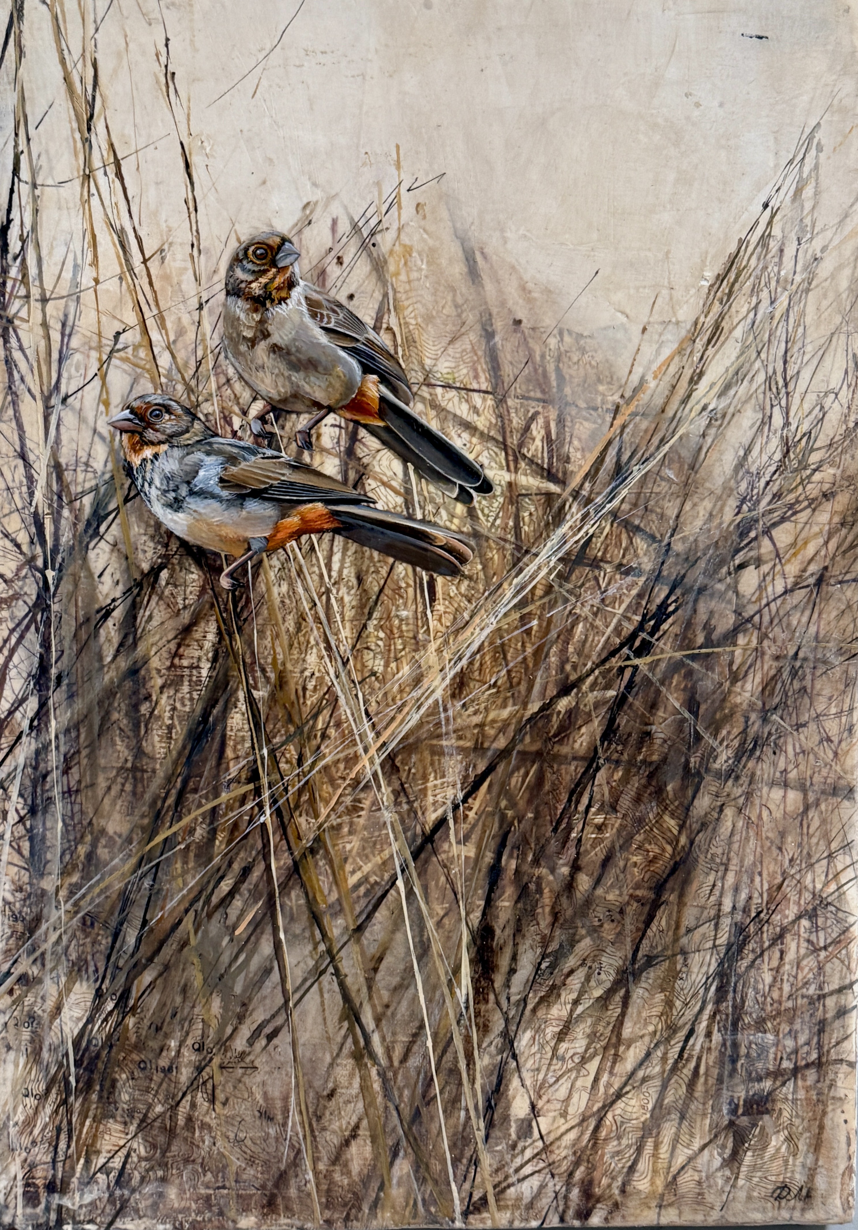 Towhees in the grass