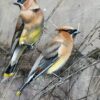pair of waxwings