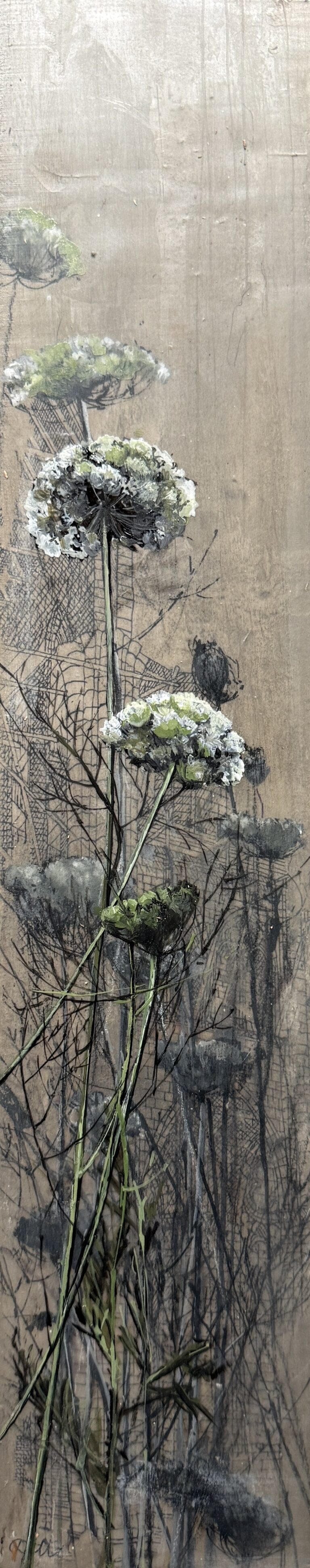 Queen Anne Lace II