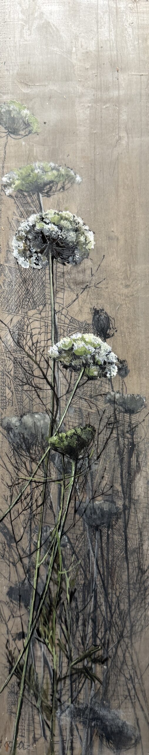 Queen Anne Lace II