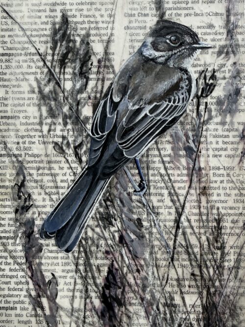 phoebe on dictionary page