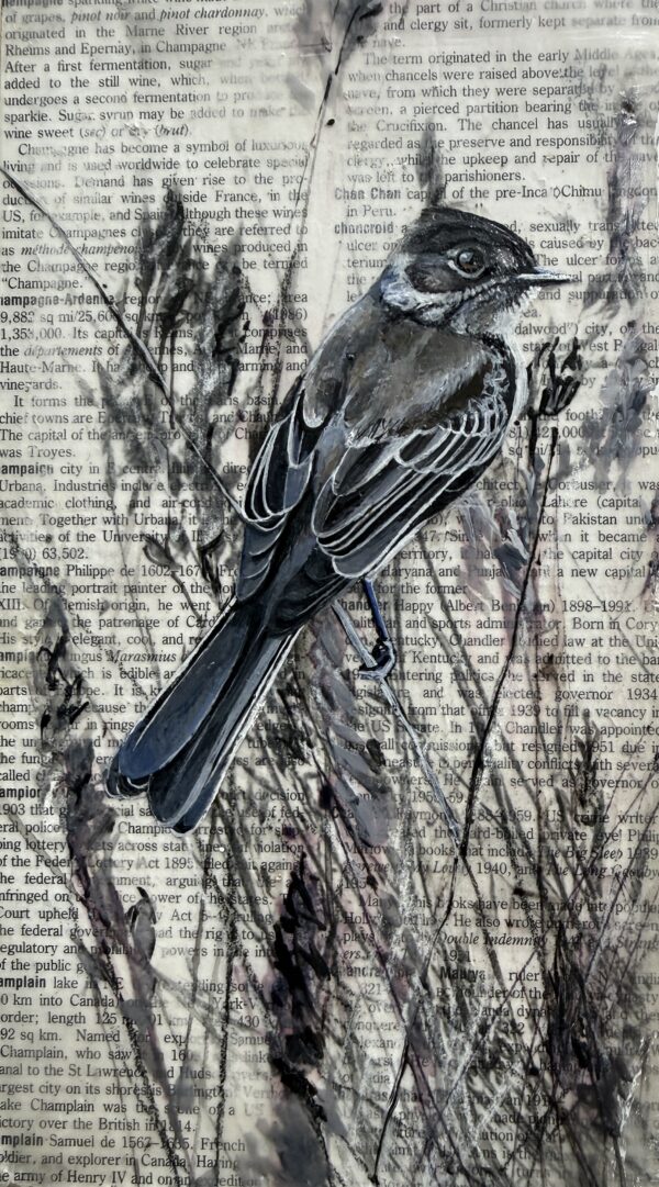 phoebe on dictionary page