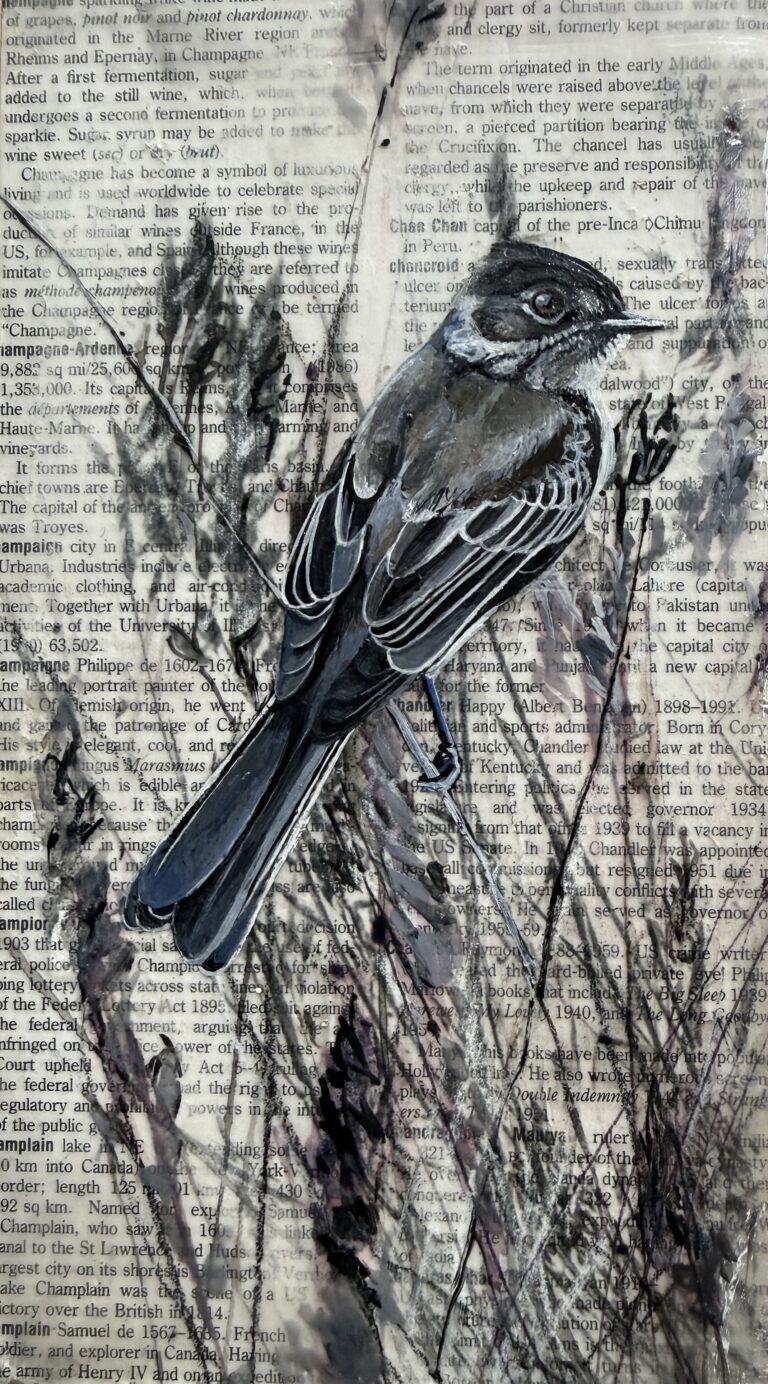 phoebe on dictionary page