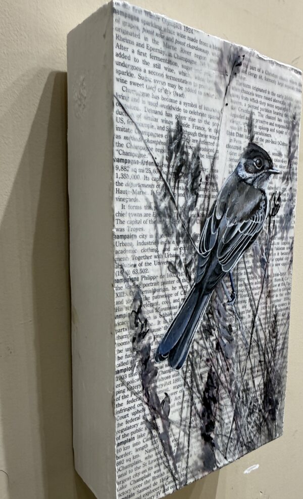 phoebe on dictionary page