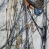 little nuthatch