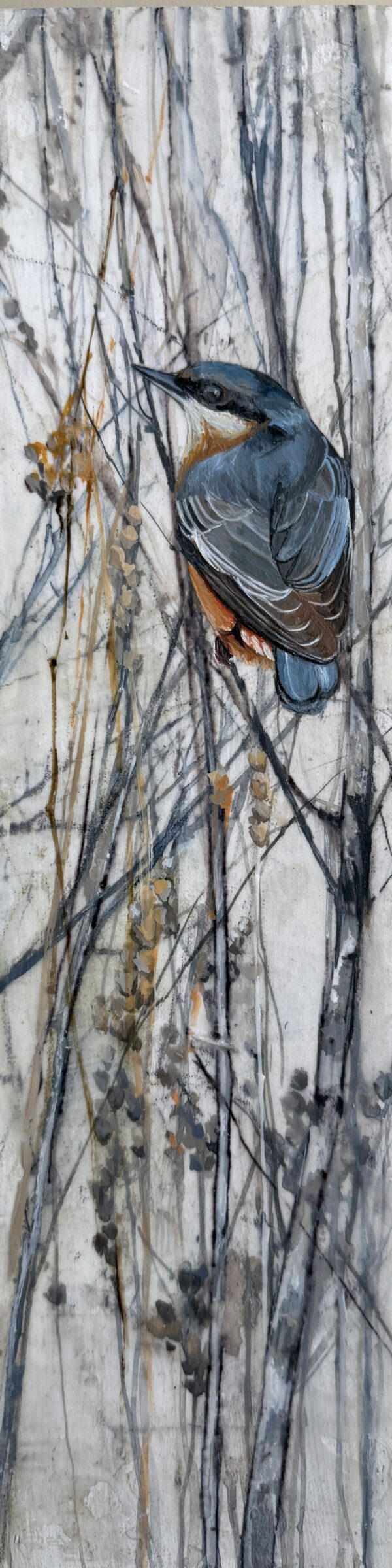 little nuthatch