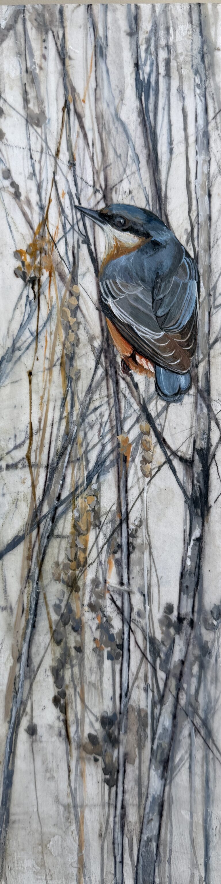 little nuthatch