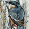 little nuthatch