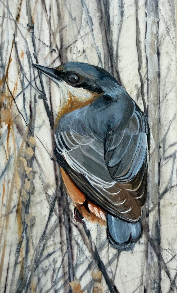 little nuthatch