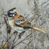 pair of sparrows on linen