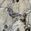 quail in the branches
