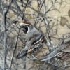 quail in the branches