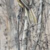 titmouse in the branches