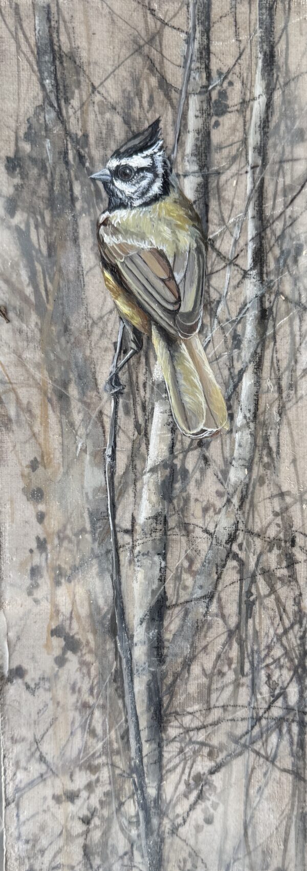 titmouse in the branches