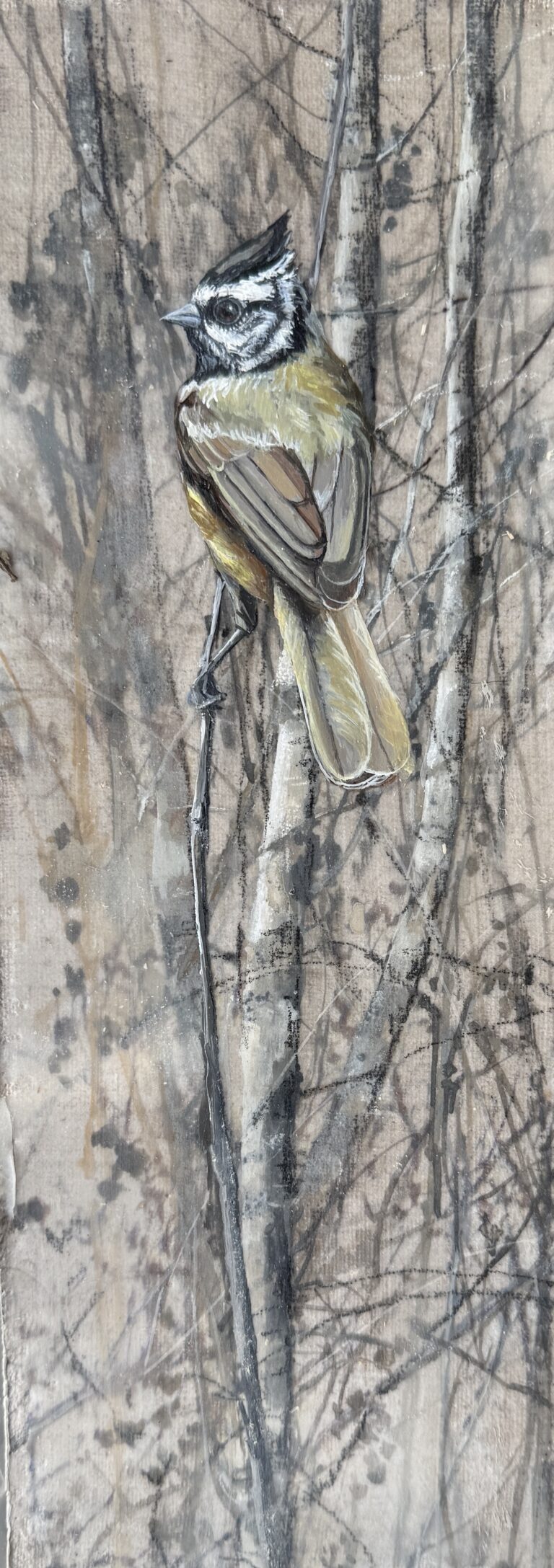 titmouse in the branches