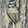 titmouse in the branches