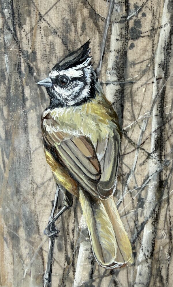 titmouse in the branches