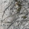 winter berries i