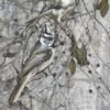 winter berries ii