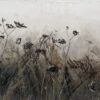 Late summer field