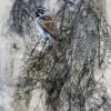 thicket harmony