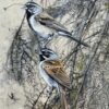 thicket harmony