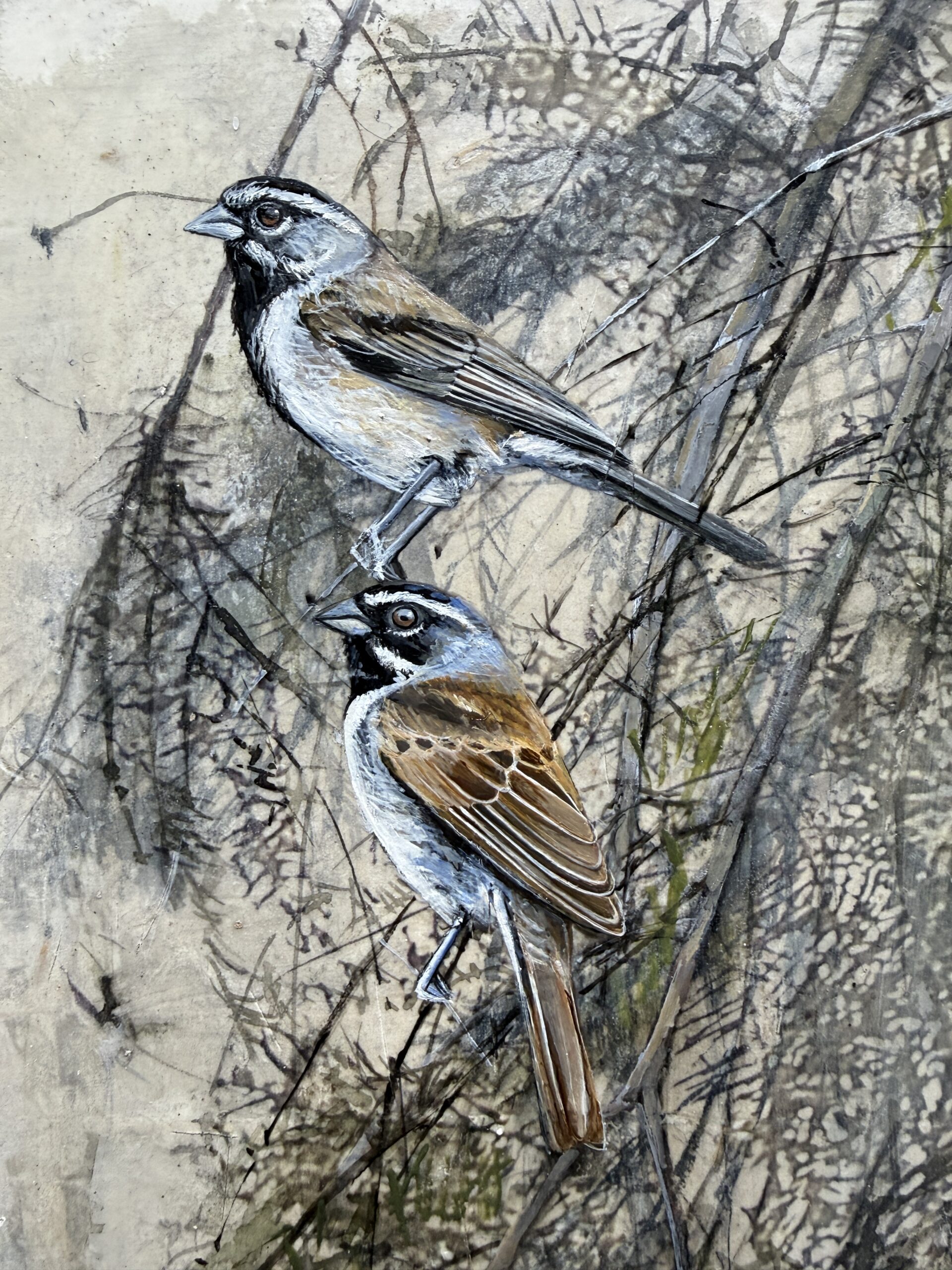 thicket harmony